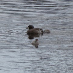 Tachybaptus novaehollandiae (Australasian Grebe) at Wandiyali-Environa Conservation Area - 8 Dec 2023 by Wandiyali