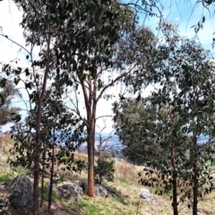 Eucalyptus macrorhyncha (Red Stringybark) at Cook, ACT - 9 Dec 2023 by SarahHnatiuk