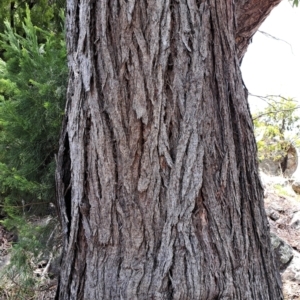 Eucalyptus macrorhyncha at Mount Painter - 9 Dec 2023 01:12 PM