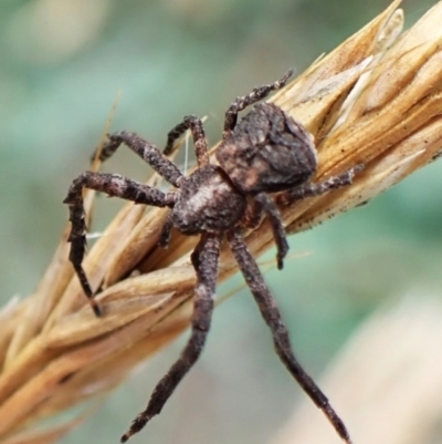 Stephanopis sp. (genus) (Knobbly crab spider) at Mount Painter - 7 Dec 2023 by CathB