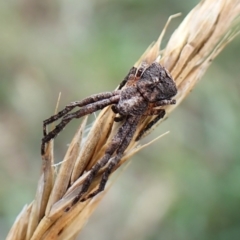 Stephanopis sp. (genus) at Mount Painter - 7 Dec 2023