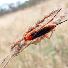 Lissopimpla excelsa (Orchid dupe wasp, Dusky-winged Ichneumonid) at Mount Painter - 6 Dec 2023 by CathB