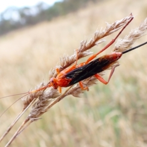 Lissopimpla excelsa at Mount Painter - 7 Dec 2023