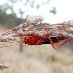 Lissopimpla excelsa at Mount Painter - 7 Dec 2023