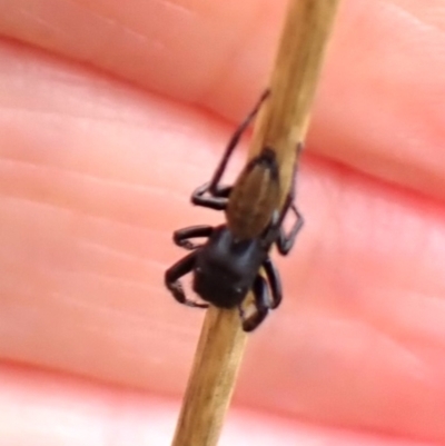 Sondra sp. (genus) (A jumping spider) at Belconnen, ACT - 6 Dec 2023 by CathB