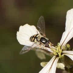 Simosyrphus grandicornis (Common hover fly) at Higgins, ACT - 8 Dec 2023 by AlisonMilton