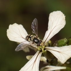 Simosyrphus grandicornis at Higgins, ACT - 9 Dec 2023