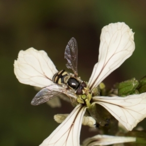 Simosyrphus grandicornis at Higgins, ACT - 9 Dec 2023