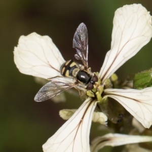 Simosyrphus grandicornis at Higgins, ACT - 9 Dec 2023