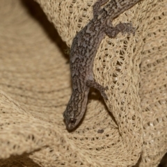 Christinus marmoratus (Southern Marbled Gecko) at Higgins, ACT - 7 Dec 2023 by AlisonMilton