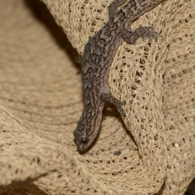 Christinus marmoratus (Southern Marbled Gecko) at Higgins, ACT - 7 Dec 2023 by AlisonMilton