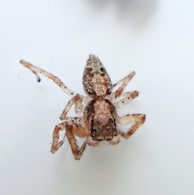 Unidentified Spider (Araneae) at Cook, ACT - 7 Dec 2023 by CathB