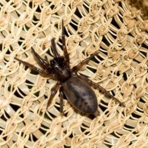 Clubionidae (family) at Higgins, ACT - 7 Dec 2023 12:18 PM