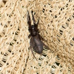 Clubionidae (family) at Higgins, ACT - 7 Dec 2023 12:18 PM