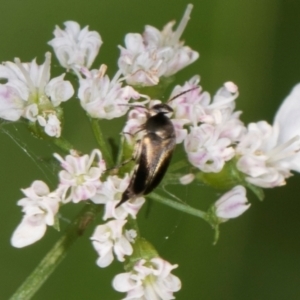 Mordella limbata at Higgins, ACT - 9 Dec 2023 01:05 PM