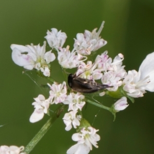 Mordella limbata at Higgins, ACT - 9 Dec 2023 01:05 PM