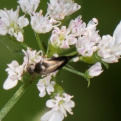 Mordella limbata at Higgins, ACT - 9 Dec 2023 01:05 PM