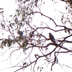 Callocephalon fimbriatum (identifiable birds) (Gang-gang Cockatoo (named birds)) at Mount Painter - 7 Dec 2023 by CathB