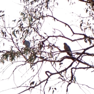 Callocephalon fimbriatum (identifiable birds) at Cook, ACT - 7 Dec 2023