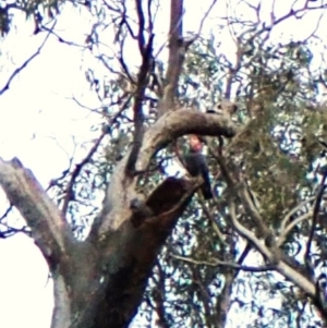 Callocephalon fimbriatum (identifiable birds) at Cook, ACT - 7 Dec 2023