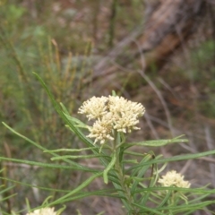 Hemiptera (order) at Tuggeranong Hill NR  (TGH) - 9 Dec 2023