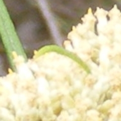 Geometridae (family) IMMATURE (Unidentified IMMATURE Geometer moths) at Tuggeranong Hill - 8 Dec 2023 by MichaelMulvaney