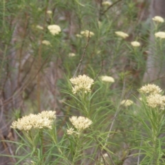 Diptera (order) at Tuggeranong Hill NR  (TGH) - 9 Dec 2023 11:00 AM