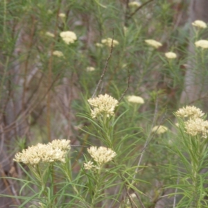 Diptera (order) at Tuggeranong Hill NR  (TGH) - 9 Dec 2023 11:00 AM