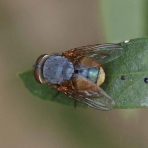 Calliphora sp. (genus) at Turner, ACT - 27 Nov 2023