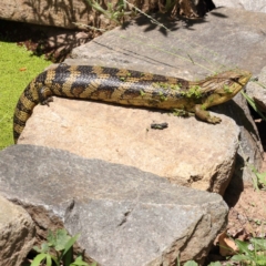 Tiliqua scincoides scincoides (Eastern Blue-tongue) at Turner, ACT - 27 Nov 2023 by ConBoekel