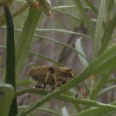 Pentatomidae (family) at Tuggeranong Hill NR  (TGH) - 9 Dec 2023 11:10 AM