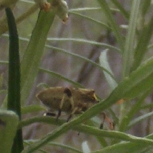 Pentatomidae (family) at Tuggeranong Hill NR  (TGH) - 9 Dec 2023 11:10 AM