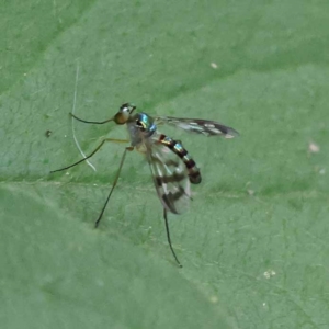 Heteropsilopus sp. (genus) at Turner, ACT - 27 Nov 2023