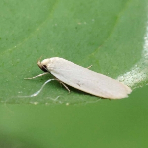 Philobota productella at Turner, ACT - 27 Nov 2023 02:26 PM