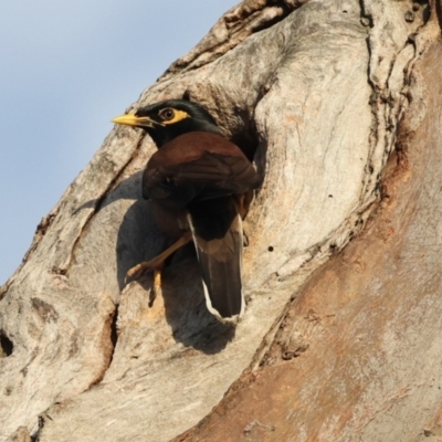 Acridotheres tristis (Common Myna) at Higgins, ACT - 6 Dec 2023 by AlisonMilton
