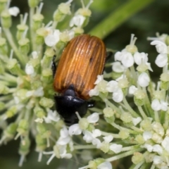 Phyllotocus rufipennis (Nectar scarab) at Higgins, ACT - 9 Dec 2023 by AlisonMilton