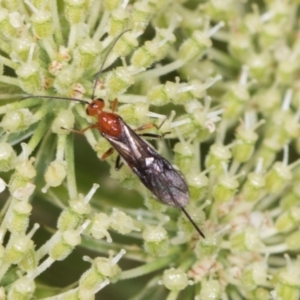 Braconidae (family) at Higgins, ACT - 9 Dec 2023