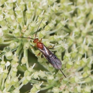 Braconidae (family) at Higgins, ACT - 9 Dec 2023