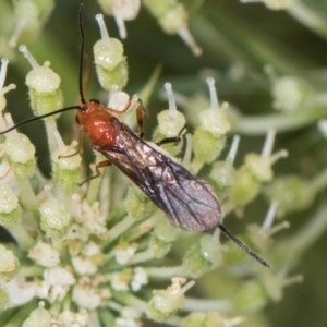 Braconidae (family) at Higgins, ACT - 9 Dec 2023