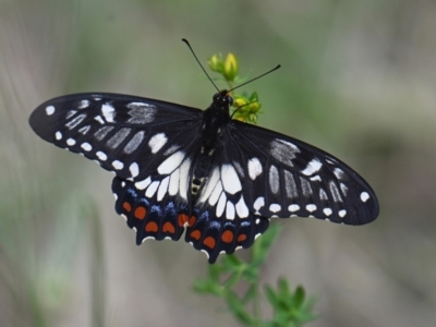 Papilio anactus (Dainty Swallowtail) at Red Hill to Yarralumla Creek - 7 Dec 2023 by g4vpmuk