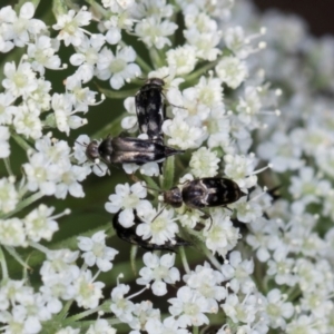 Mordella sp. (genus) at Higgins, ACT - 9 Dec 2023 01:27 PM