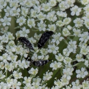 Mordella sp. (genus) at Higgins, ACT - 9 Dec 2023 01:27 PM