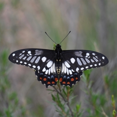 Papilio anactus (Dainty Swallowtail) at Mount Jerrabomberra - 9 Dec 2023 by g4vpmuk