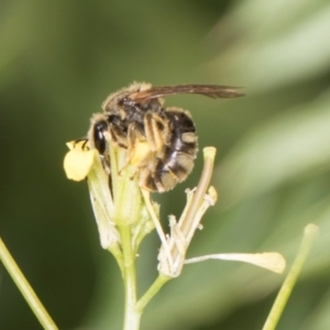 Lasioglossum (Chilalictus) sp. (genus & subgenus) at Higgins, ACT - 9 Dec 2023 01:25 PM