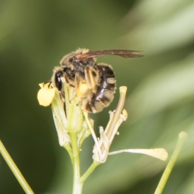 Lasioglossum (Chilalictus) sp. (genus & subgenus) (Halictid bee) at Higgins, ACT - 9 Dec 2023 by AlisonMilton