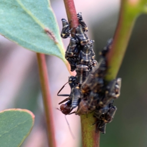 Eurymeloides sp. (genus) at Ainslie, ACT - 9 Dec 2023