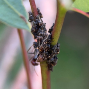 Eurymeloides sp. (genus) at Ainslie, ACT - 9 Dec 2023