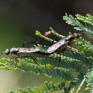 Taenogerella elizabethae at Russell, ACT - 8 Dec 2023