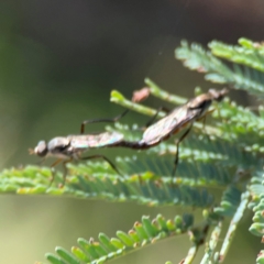 Taenogerella elizabethae at Russell, ACT - 8 Dec 2023