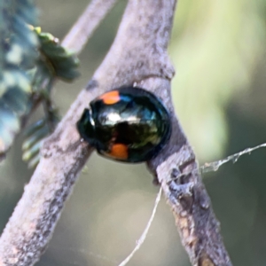 Orcus bilunulatus at Russell, ACT - 8 Dec 2023